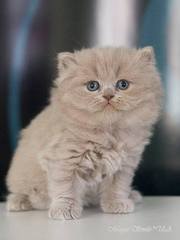 Чистокровный британский длинношерстный котенок лилового окраса