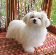 Малыши мальтийской болонки (мальчики) мелкий стандарт.