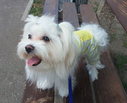 Прелестный,  подрощенный щенок мальтийской болонки.