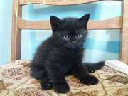 Домашний котенок