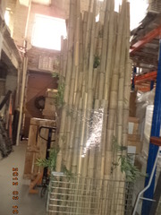  Бамбук декоративный.