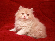 Шотландский полудлинношерстный прямоухий (хайленд страйт) мальчик