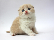 Вислоухий котенок мальчик, породный, чистокровный, с документами