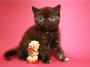 Шотландская вислоухая девочка (котенок)