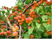 Садовый центр «Солнце сад» предлагает оптом следующие сорта саженцев