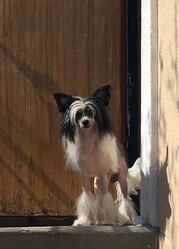 Вязка! Китайской  хохлатой кобель, чистый по тестам на PLL, PRA.