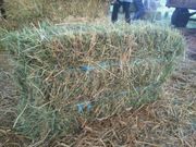 Продам сіно лугове у квадратних тюках