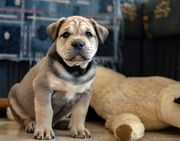 Ка Де Бо - самый маленький мастиф