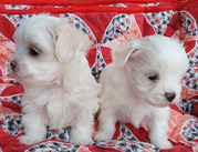 Щенки мальтийской болонки (мальтезе) - девочки-мини