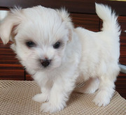 Щенки мальтезе - девочки