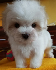 Щенки мальтезе - девочки,  мини,  беби-фейс