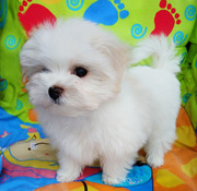  Девочка-малышка-формат мини,  беби-фейс.