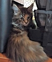 Чистокровные котята Мейн-Куны