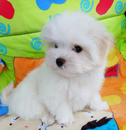 Мальтезе-девочка-мини-беби-фейс