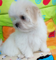 Трехмесячный щенок мальтезе – девочка-мини,  беби-фейс.