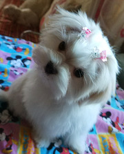 Трехмесячная девочка- мини – щенок мальтезе.