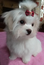 Щенок мальтеза – трехмесячная девочка,  мини-формата.