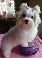 Щенок мальтеза (девочка) – мини,  короткая мордочка. 