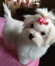  Четырехмесячная девочка - милашка,  щенок мальтийской болонки (мальтез