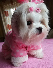 Девочка - милашка,  4 мес.,  щенок мальтийской болонки (мальтезе).