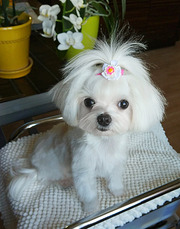 Годовалая девочка 1, 7 кг мальтезе (мальтийская болонка).