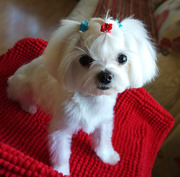 Девочка – годик- 1, 7 кг,  мальтезе (мальтийская болонка).