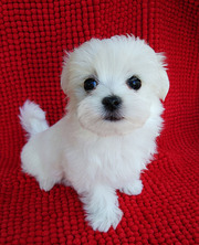 Щенки мальтийской болонки (мальтезе) - девочки-мини,  2 мес