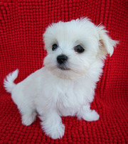 Супер маленькие щенки-девочки,  беби-фейс