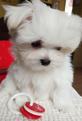 Трехмесячные мини –девочки мальтезе.