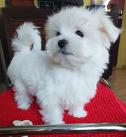 Миниатюрные щенки мальтезе-девочки – 3 месяца. 