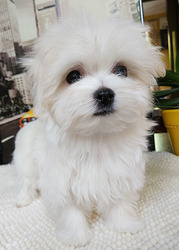 Супер-мини –девочки – щенки мальтезе. 