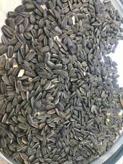 Закупаем кондитерскую семечку урожая 2018 года