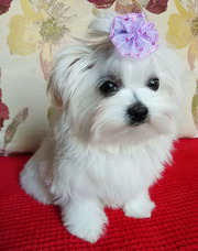 Щенок мальтеза (девочка) – мини-мини,  короткая мордочка. 