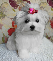 Четырехмесячная девочка-крошка,  д.р. 8.04.2019 г.