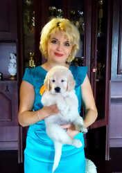 Щенки золотистого ретривера