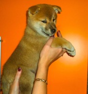 (Шиба ину)Сиба ину (shiba iny)