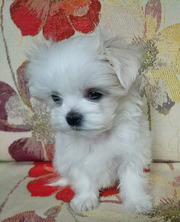 Мини-щенки мальтезе;  мальчики и девочка.