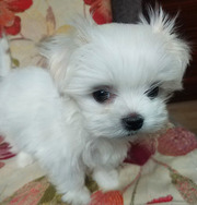 Мини-щенки мальтезе;  мальчики и девочка. Д.р. - 15.10.2019 г.