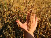 просо посівне сорту Омріяне, еліта