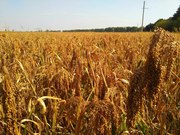 Просо посівне сорту Київське 87, еліта