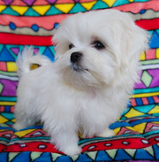 Мини-щенки мальтезе обоих полов. 