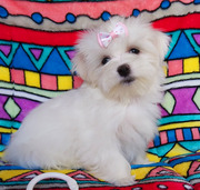 Щенок мальтезе – девочка,  мелкий стандарт.