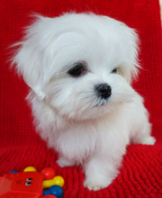 Трехмесячные мини-мальчики - щенки мальтезе.