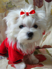 Щенки мальтезе,   мини-мальчики,  3, 5 мес.