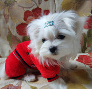 Щенки мальтезе,   мини-мальчики,  4 мес.