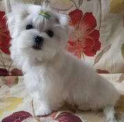 Четырехмесячные мини - щенки мальтезе -мальчики.