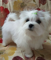 Мини – мальчики - щенки мальтезе.