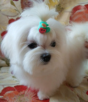 Малыш,  домашний любимец,  мини-мальчик.