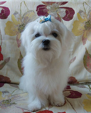 Щенок - мальчик,  4 месяца