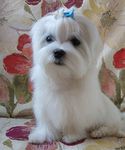 Щенок - мальчик,  5 месяцев